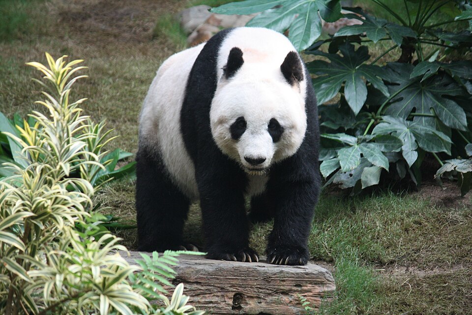 Zhang Jiajin