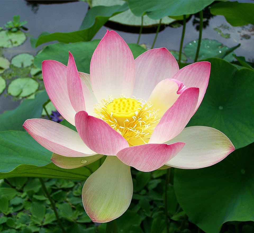 Zhao Bingdi